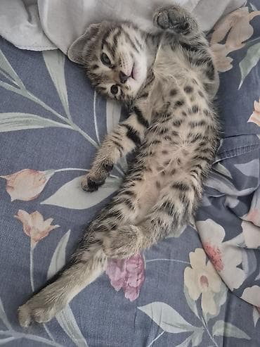 ph down: 🐾 Котята тигровые табби ищут любящую семью! Возраст — 2 месяца ✔️ — 2