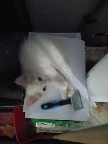 нашли белый кот: Пропала : Беспородная, Мальчик, Белый — 2