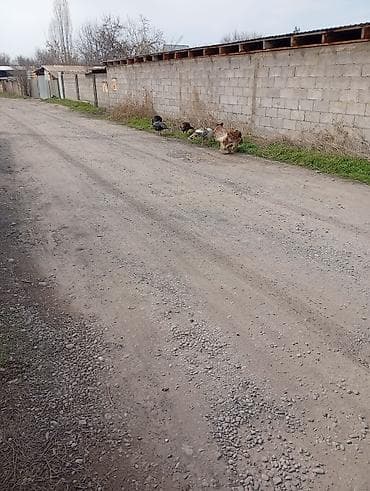 утки дикие: Продаю | Индюшка (самка) | Полукровка | На забой | Племенные — 3