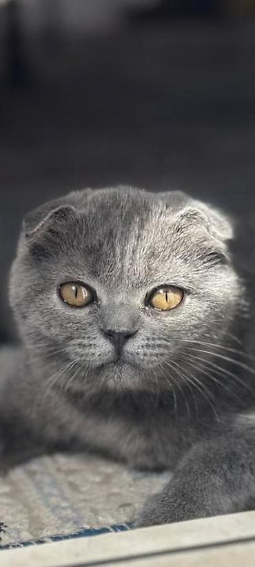 кошка сокулук: Британские короткошёрстные котята, окрас голубой (blue). - Плюшёвая — 6