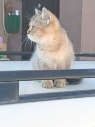 собака корги: Скотиш Страйт (Шотландская прямоухая), 2 месяца, Девочка — 9