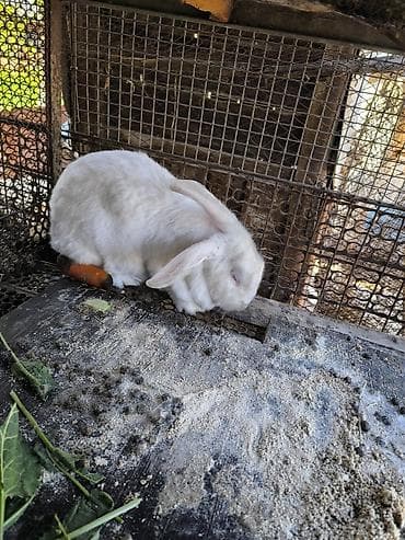 маленький кролик: Продаю | Кролик самец | Для разведения — 3