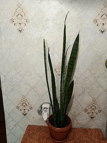 санс: Сансевиерия (тещин язык) в горшке НЕДОРОГО!!!!! - Высокое комнатное — 1