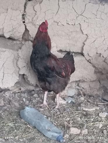 зоомагазин бишкек с животными: Продаю | Петух | Домашняя | Для разведения — 3
