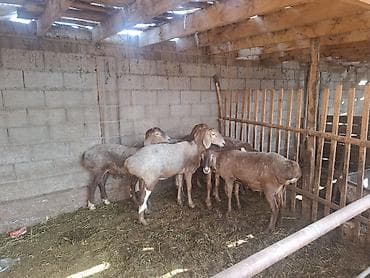 куплю тук: Продаю | Овца (самка) | Для разведения | Матка — 1