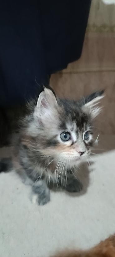 Мышыктар сатылат: Гиганты Кошачьего мира♥️ Мейн-Куны 🥰 Мини питомник не клеточного — 4