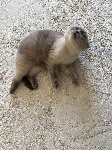 Мышыктар сатылат: Шотландский вислоухий кот (Scottish Fold), окрас поинт с серо-голубыми — 5