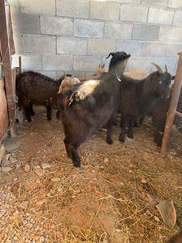 дом кошек: Продаю | Коза (самка), Козлёнок — 5