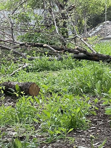 куры бройлеры: Дрова — 5