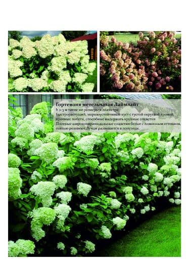 цветы гартензии: Гортензия! Шикарная Гортензия! Метельчатая, крупнолистная, древовидная — 7