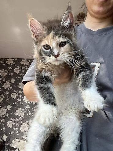кошка продаётся: Мощные котята Мейн Куна с полным пакетом документов подтверждающие — 2