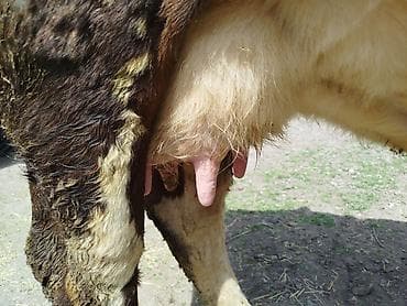 шатландские кошки: Продаю | Корова (самка), Музоо, торпок | Голштин, Швицкая | Для разведения, Для молока — 3