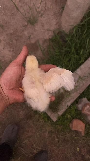 цеплята бройлер: Продаю | Цыплята | На забой — 2