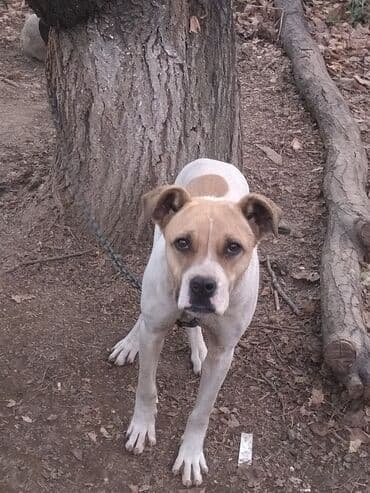 булдок ит: Алабай, 7 месяцев, Самка, С прививкой, С родословной — 10