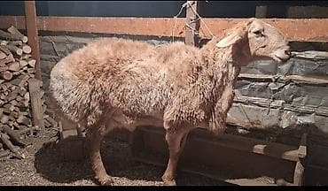 Продаю | Овца (самка) | Для разведения | Племенные