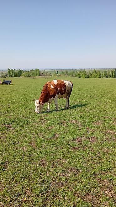 сом рыба: Продаю | Корова (самка) | Для молока | После отела — 2