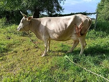 алатауский: Продаю | Корова (самка), Бык (самец), Тёлка | Алатауская, Швицкая | После отела — 4