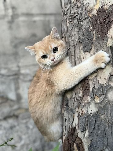 сиамская голубая кошка: Британская короткошёрстная, 7 месяцев, Мальчик, Золотая шиншилла — 1
