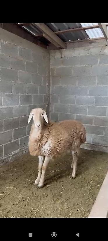 буудай баасы бишкек 2023: Сатам | Козу | Арашан | Көбөйтүү үчүн | Асыл тукумдуу — 5