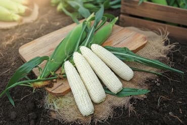 катушка сатылат: Куплю семена белой кукурузы — 1