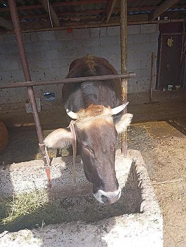 стебли кукурузы: Продаю | Корова (самка) | Для молока | Привязанные — 10