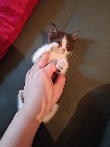 приму в дар котенка: Кошка даром: Беспородная, 1 месяц, Девочка, Метис — 4