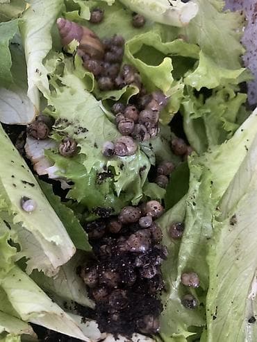 Африканские сухопутные улитки Ахатина (размеры от молодых до взрослых at lalafo.kg Африканские сухопутные улитки Ахатина (размеры от молодых до взрослых