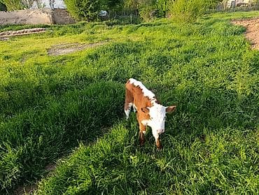 Продам с/х животных: Продаю | Корова (самка) | Герефорд | Для разведения | Привязанные — 5