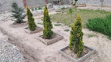 Үй жана бакча: Срочно срочно продаю. Туи и голубая ель для ландшафтного оформления - — 1