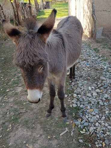 купить черную немецкую овчарку: Ослы домашние, серой масти. Описание: - Взрослая пара ослов с ровной — 1