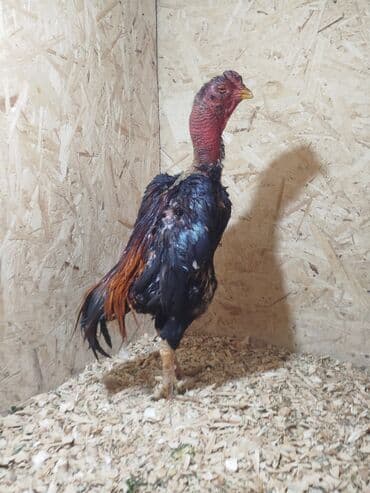 домик для кролика: Продаю | Куры — 6