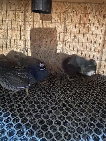 палевый: Китайские расписные перепелки - Породы/окрасы: смешанные – тёмные — 9