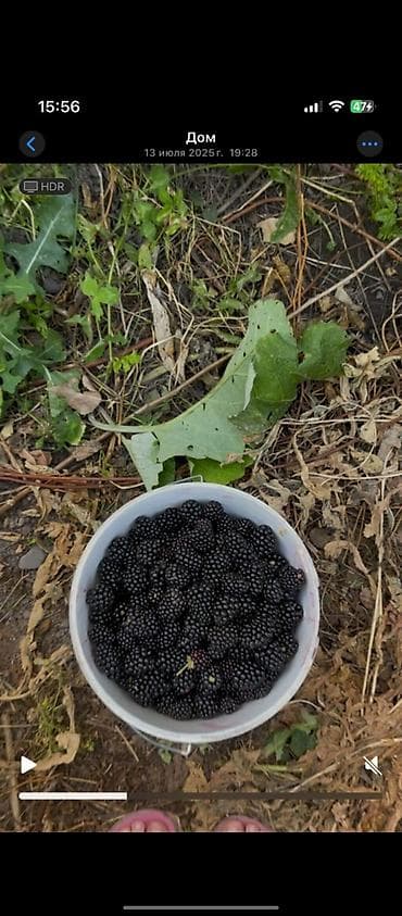 слива фрукты: Ежевика — 3