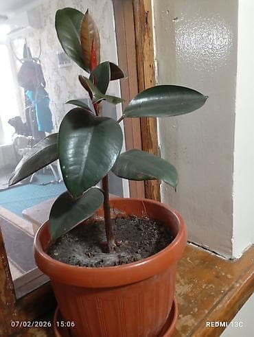 купить оптом комнатные цветы: Цветы домашние 1-Антуриум мужское счастье 4х летный в пяти литровом — 6