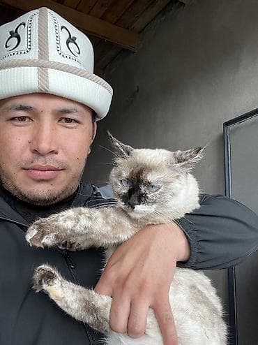 кошка бесплатная: Кошка даром: Сиамская, 7 месяцев, Девочка, Приучена к лотку — 2