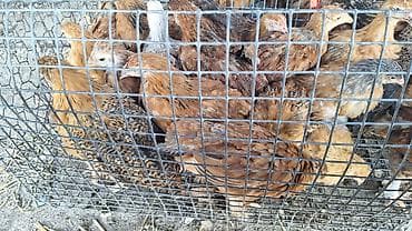 продажа цыплят несушек: Продаю | Цыплята | Полубрама, Домашняя, Кучинская | Для разведения — 3