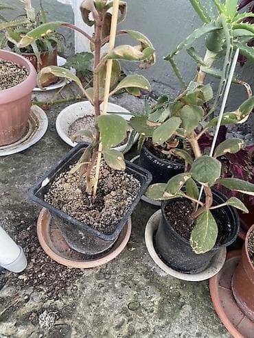 кавер продаю: Комнатные и балконные растения в горшках - Пеларгония (герань — 5