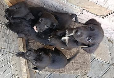 Русский спаниель щенки, помёт из нескольких малышей черного окраса с at lalafo.kg Русский спаниель щенки, помёт из нескольких малышей черного окраса с