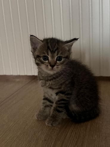 Котёнок серо-коричневого окраса с тёмными тигровыми полосками. Крупные