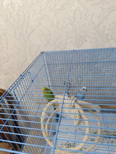 купить ручного волнистого попугая: Просторная клетка для мелких птиц продается клетка с двумя попугаеми - — 3
