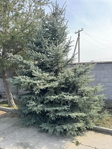 уй емеректер: Ель голубая (Picea pungens, Blue Spruce) — декоративные крупномеры для — 2