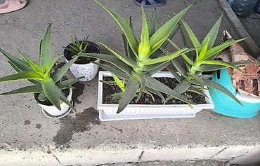 Продаю цветок алое большие 280 с 250 с, маленький 100с at lalafo.kg Продаю цветок алое большие 280 с 250 с, маленький 100с
