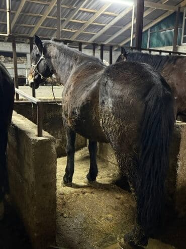 племенные коровы молочные купить: Продаю | Кобыла (самка), Конь (самец), Жеребенок | Полукровка, Першерон, Дончак | На забой, Для разведения, Для молока | Племенные — 4