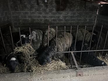 бука сатам: Продаю | Баран (самец) — 1