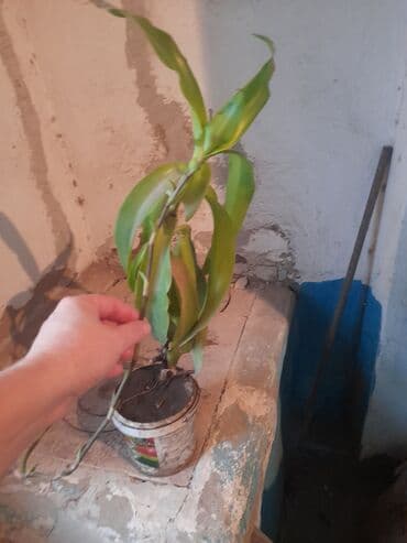 гүл фото: Продается золотой ус. Также есть настойка из него 100 мл — 2