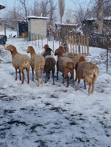 симпарика бишкек: Сатам | Козу | Арашан | Көбөйтүү үчүн | Ургаачы, Токту — 5