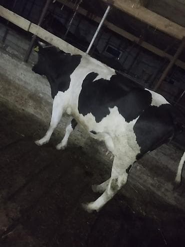 Айыл-чарба жаныбарлары: Сатам | Уй (ургаачы) | Голштин | Көбөйтүү үчүн | Музоологондон кийин — 7