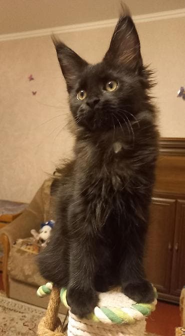 где купить кошку в бишкеке: 🐾🐈Котята мейн-кун готовы к переезду! Отличный помёт с шикарными — 2