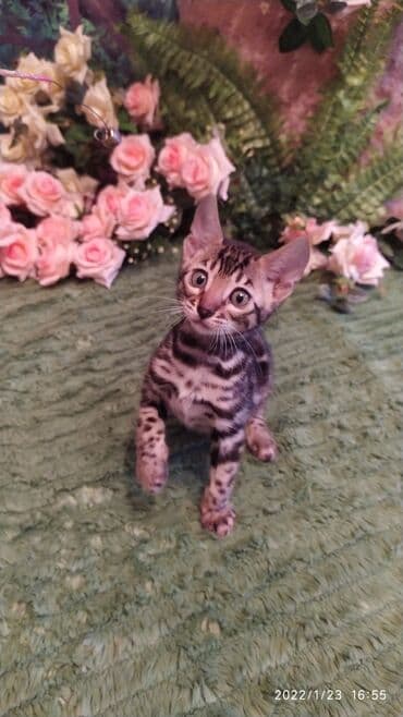 куда можно отдать собаку в бишкеке: Бенгальская, 2 месяца, Девочка — 24