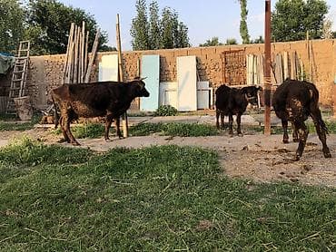 бука сатам: Продаю | Корова (самка), Бык (самец) | Ангус, Абердин-ангус | На откорм, Для разведения, Для молока — 1